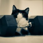 cat loves weights